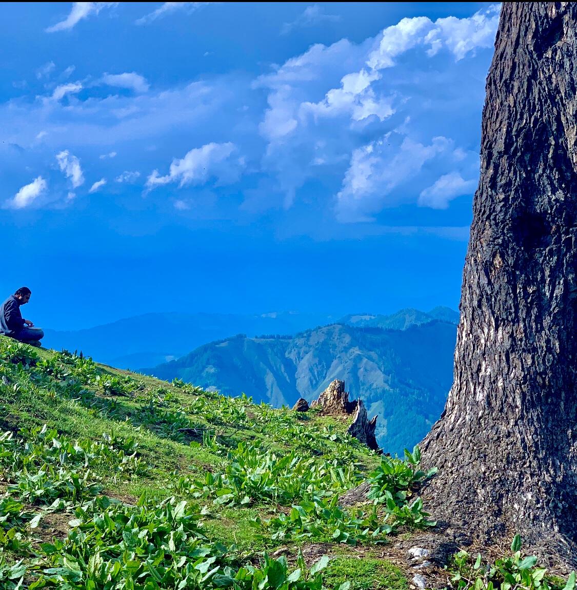 Purple on the Horizon: Bhaderwah’s Lavender Season Builds Up