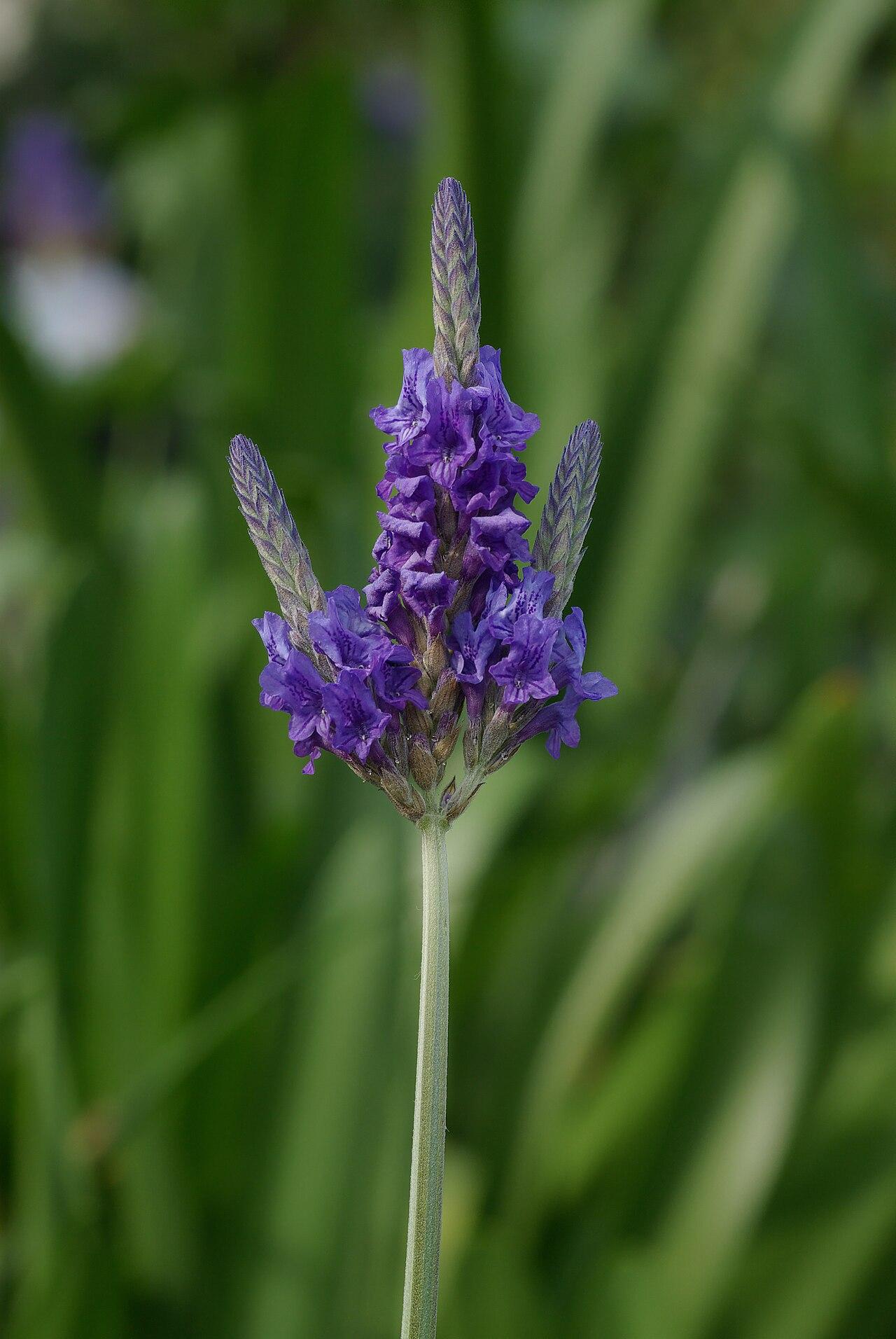 From Field to Founder: The Startups Blooming Around Lavender