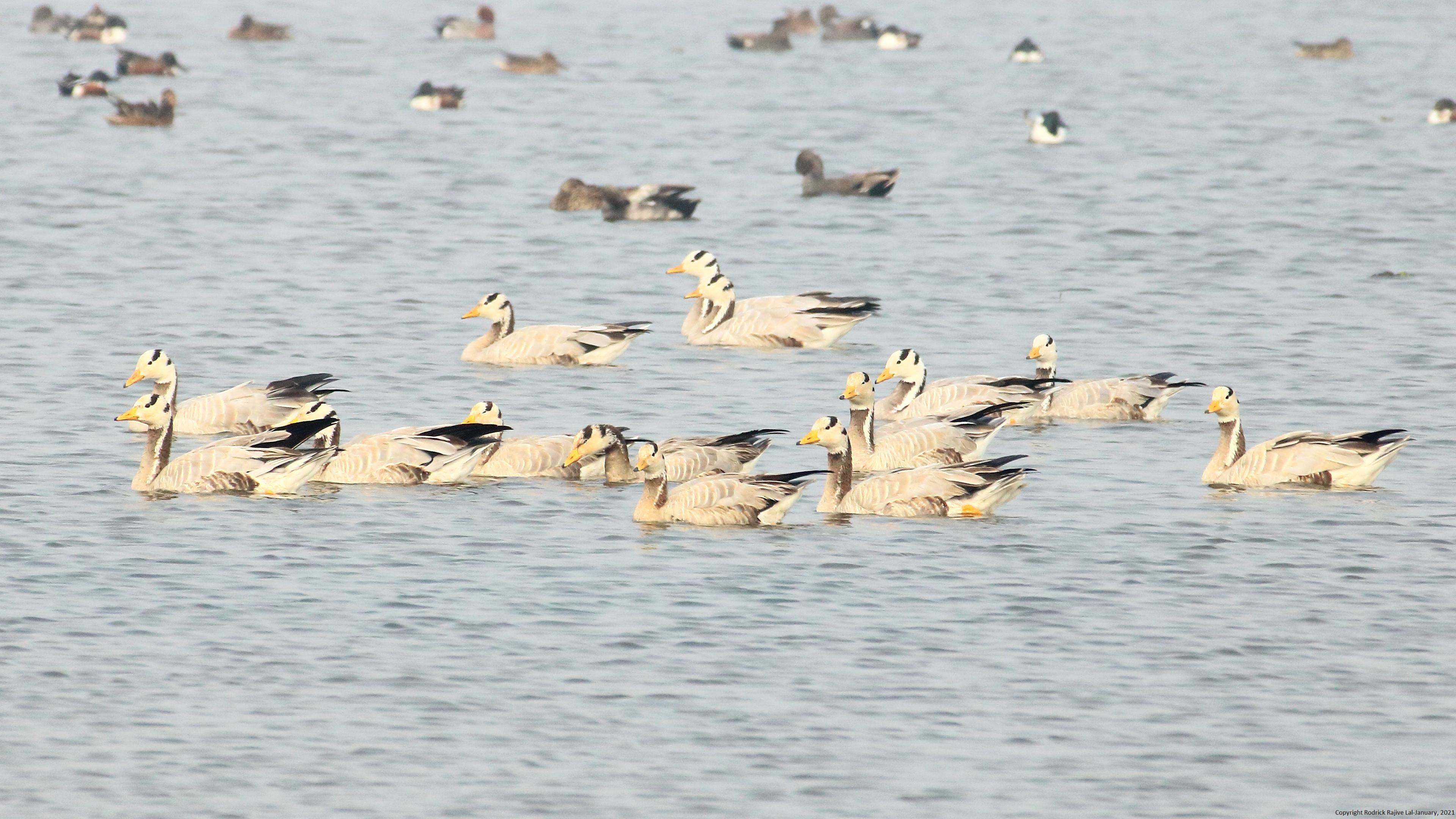 Ladakh Just Held India's First Crane Festival. Jammu's Own Bird Paradise Hasn't Had One Since 2024.